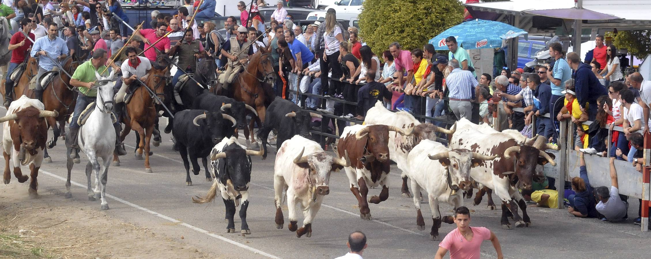 Último encierro de la fiestas de Olmedo 2015