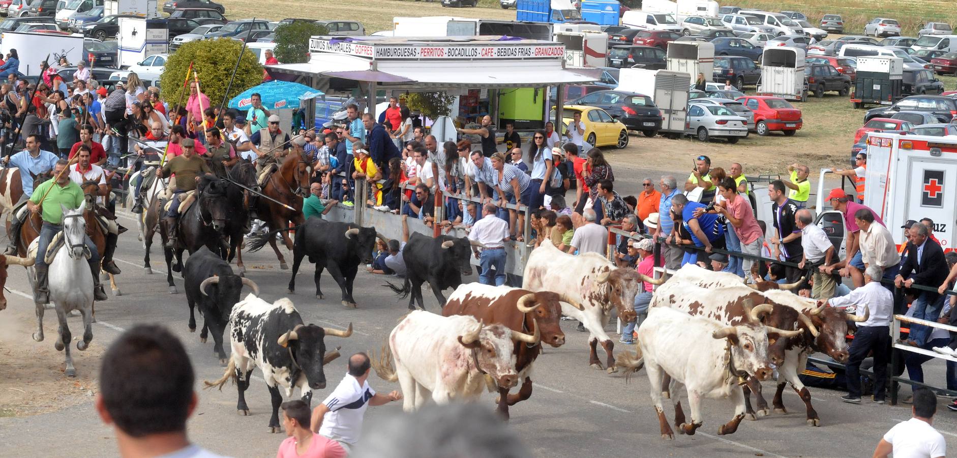 Último encierro de la fiestas de Olmedo 2015