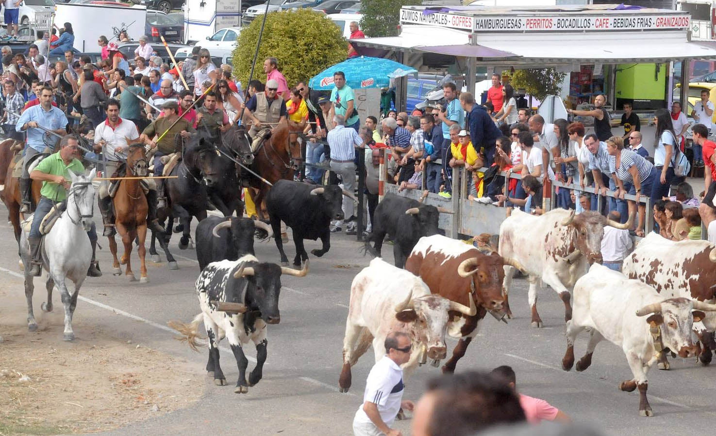 Último encierro de la fiestas de Olmedo 2015