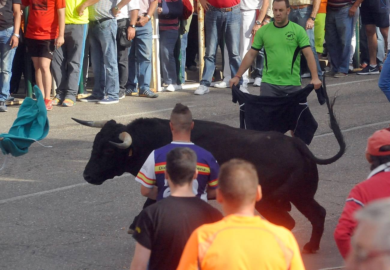 Último encierro de la fiestas de Olmedo 2015