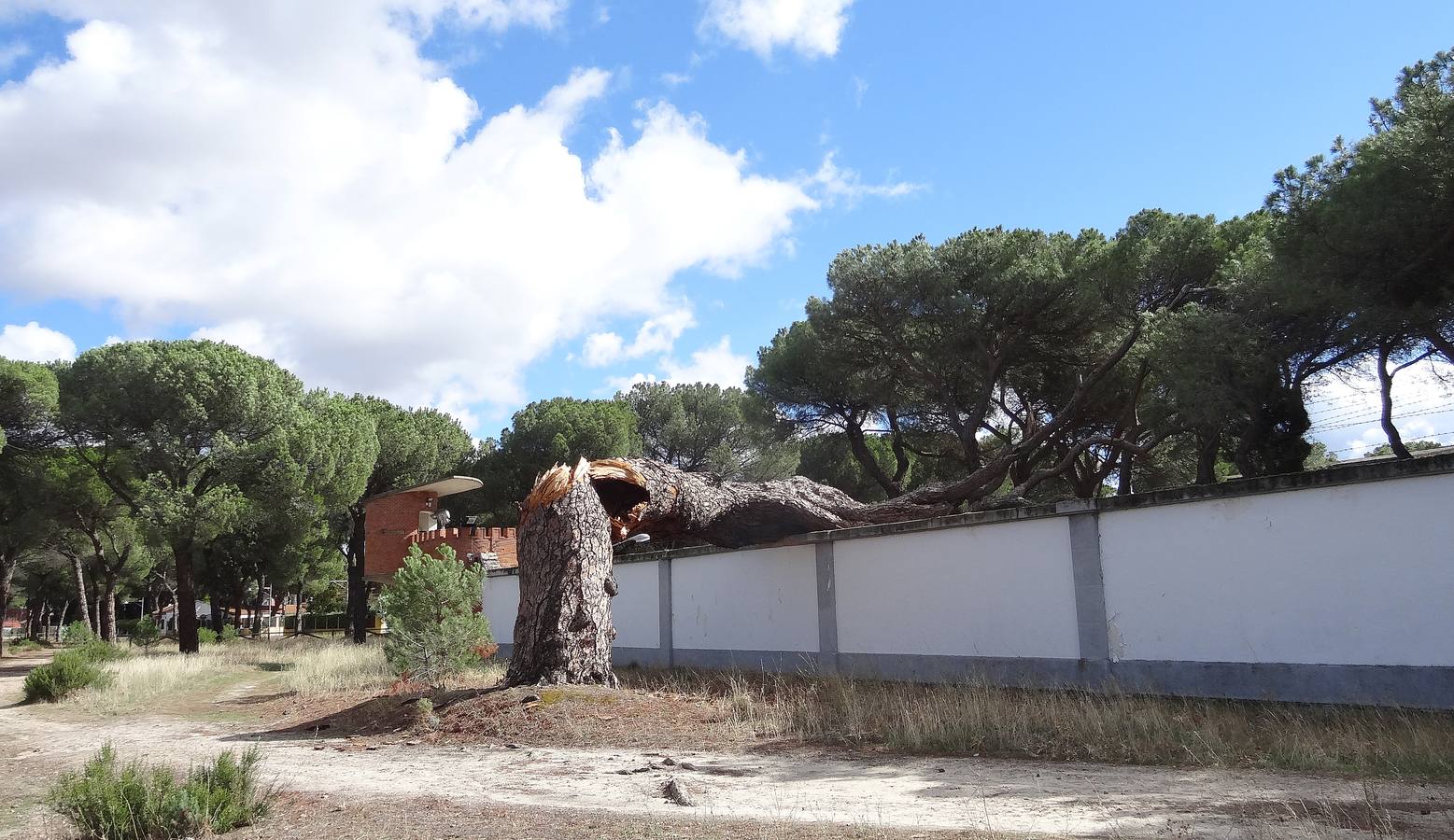 El viento parte un pino de 300 años en el Pinar de Antequera (Valladolid)