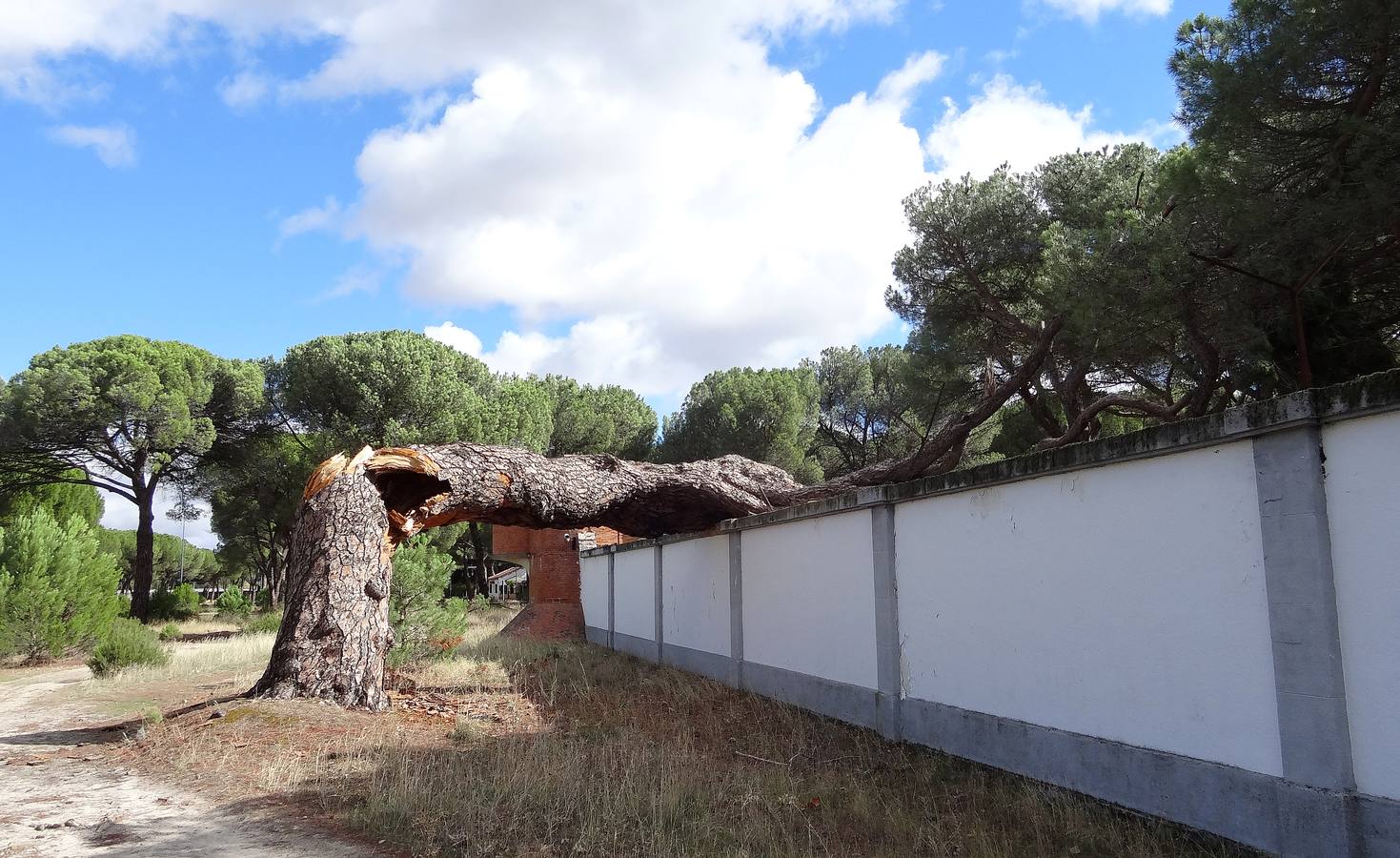 El viento parte un pino de 300 años en el Pinar de Antequera (Valladolid)