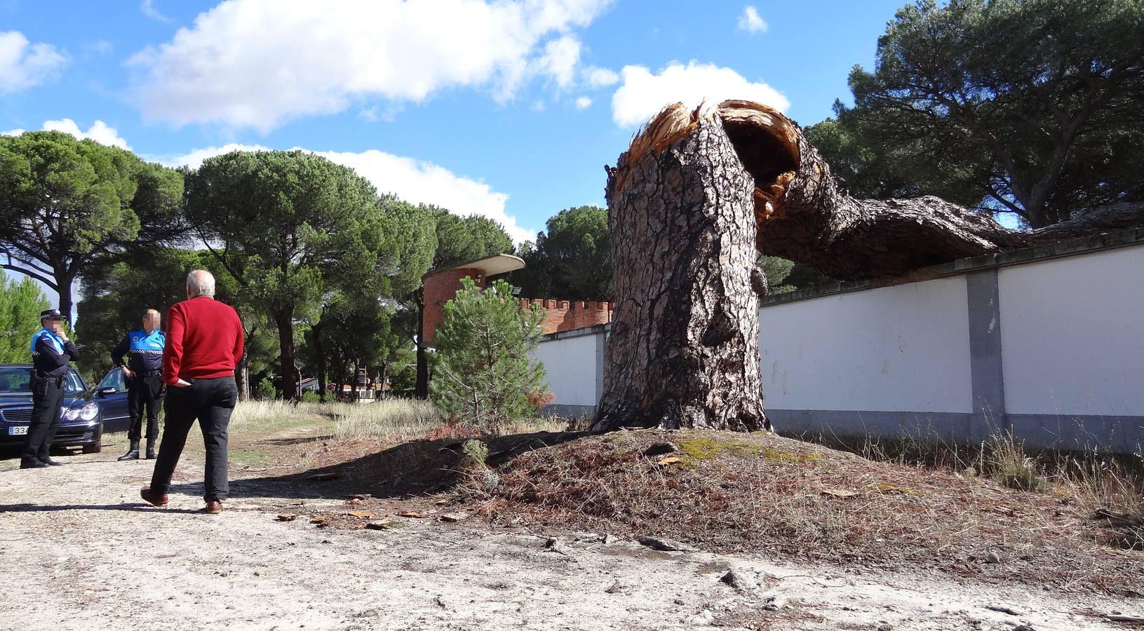 El viento parte un pino de 300 años en el Pinar de Antequera (Valladolid)