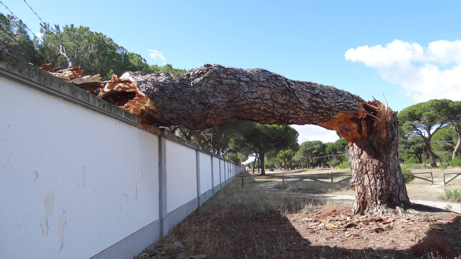 El viento parte un pino de 300 años en el Pinar de Antequera (Valladolid)