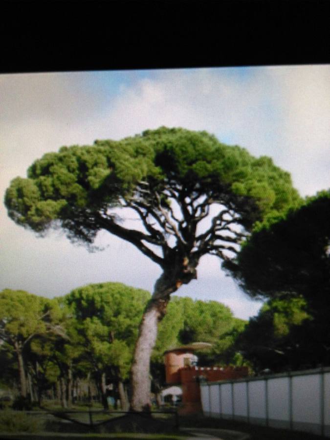 Imagen del pino en todo su esplendor.