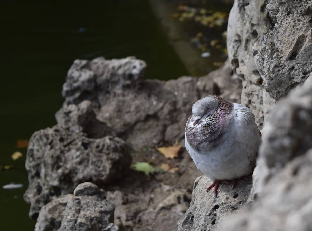 Un paseo en otoño por el Campo Grande