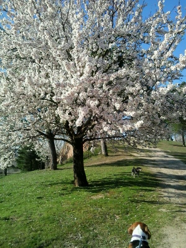 Almendro en flor de Parquesol.