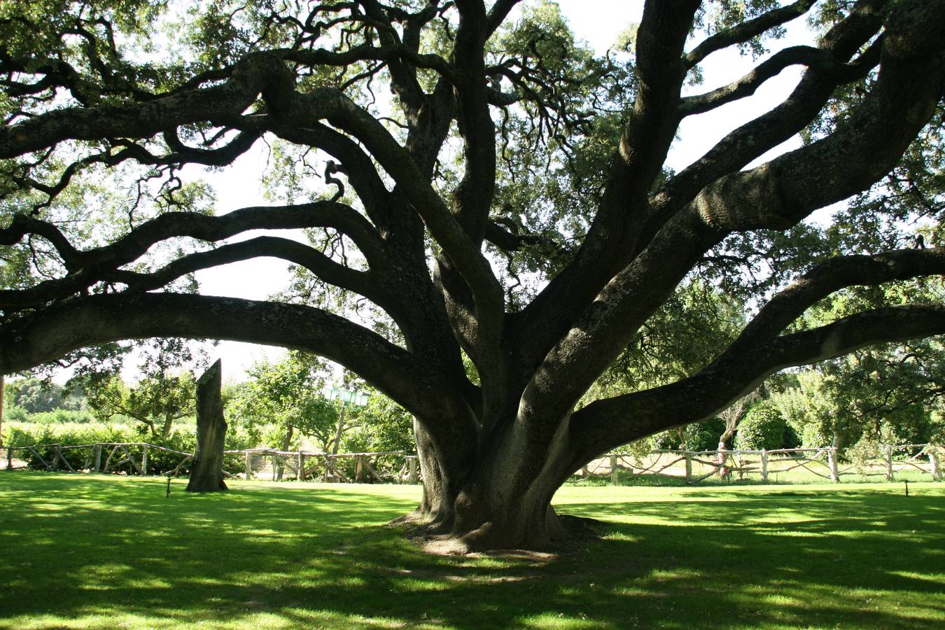 Encina milenaria, de una belleza única, en Quintanilla de Onésimo, en una finca que pertenece a la familia Arzuaga Navarro.