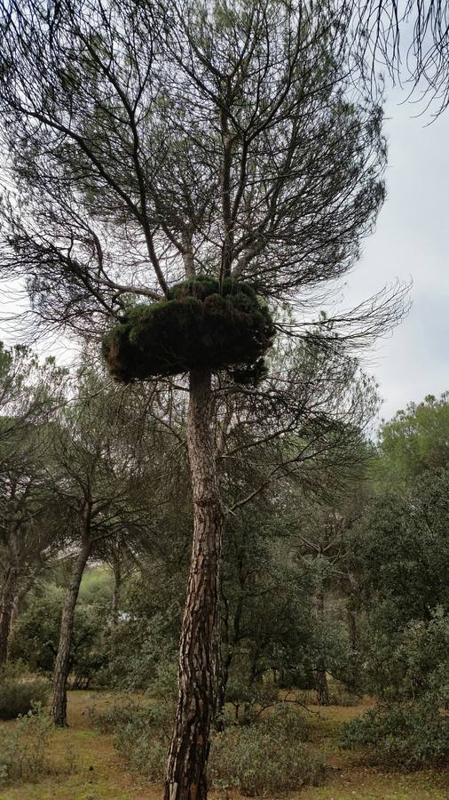 El árbol me pareció curioso porque es como si hubiera dos árboles distintos en uno. Está en el pinar que forma la cuarta fase de la Urbanización el Montico, cerca de Tordesillas en Valladolid.