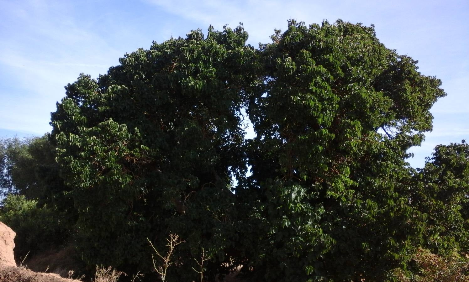 El Moral de Moral de la Reina.