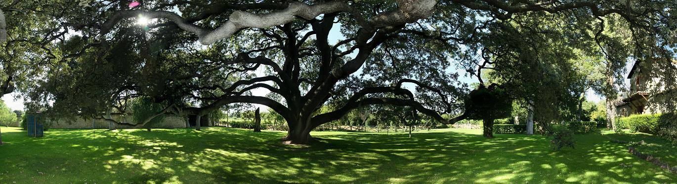 Encina milenaria, de una belleza única, en Quintanilla de Onésimo, en una finca que pertenece a la familia Arzuaga Navarro.