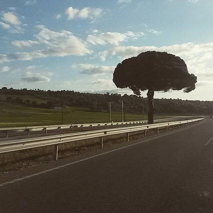 Foto del árbol de la autovia a Segovia a la altura de San Miguel del Arroyo. Mi árbol favorito.