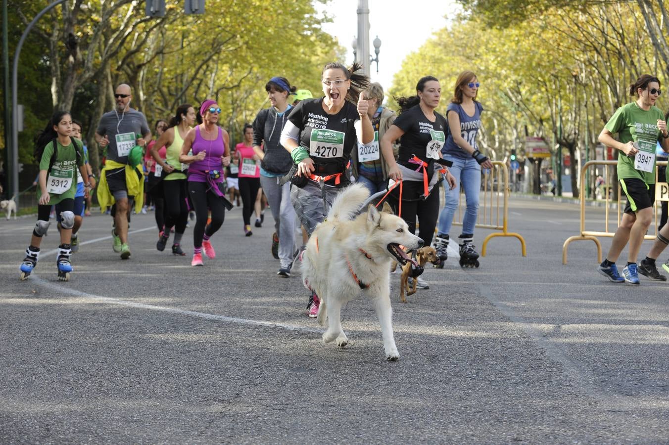 Marcha Contra el Cáncer 2015. Valladolid 12