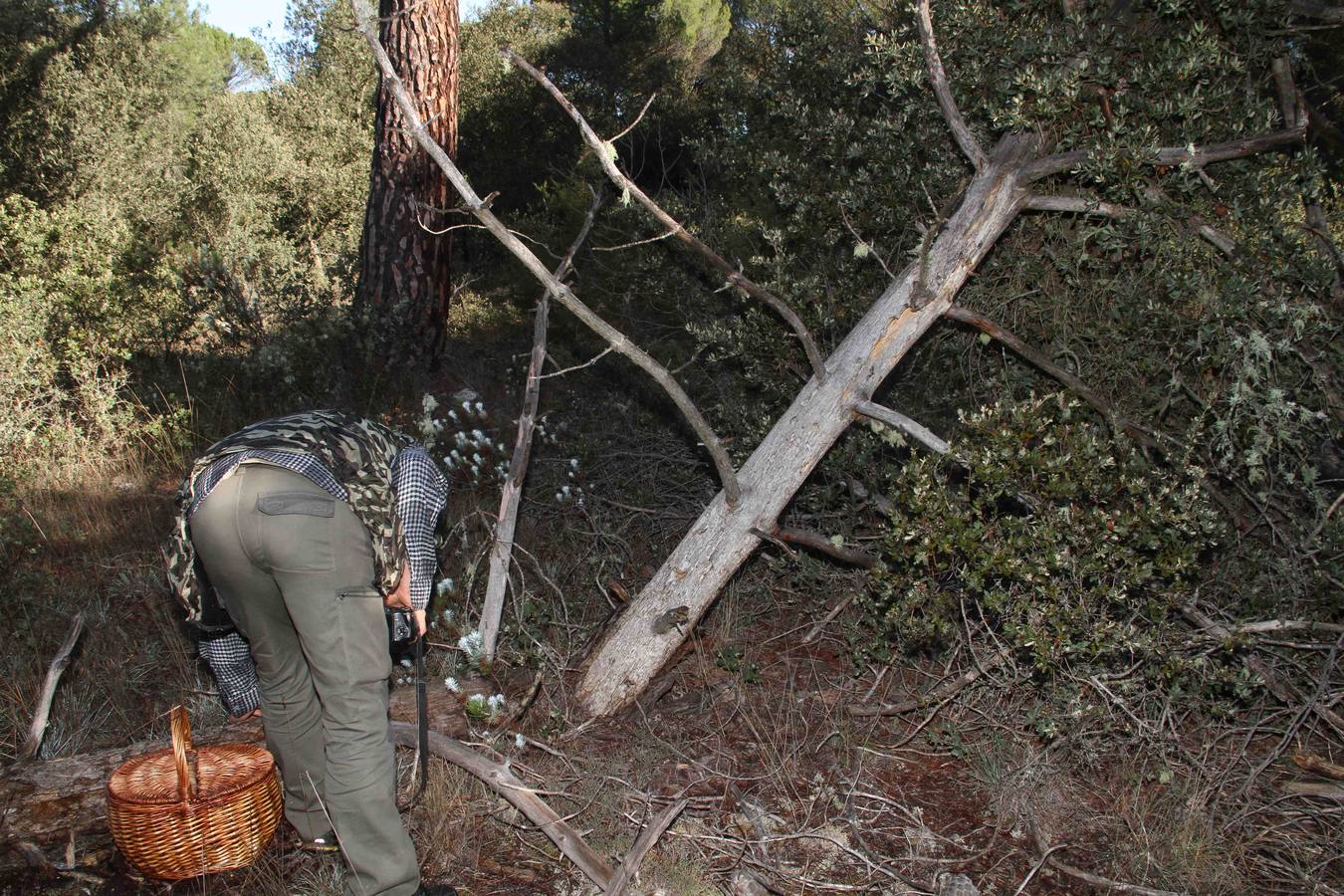 III Jornadas micológicas en Quintanilla de Onésimo (2/2)