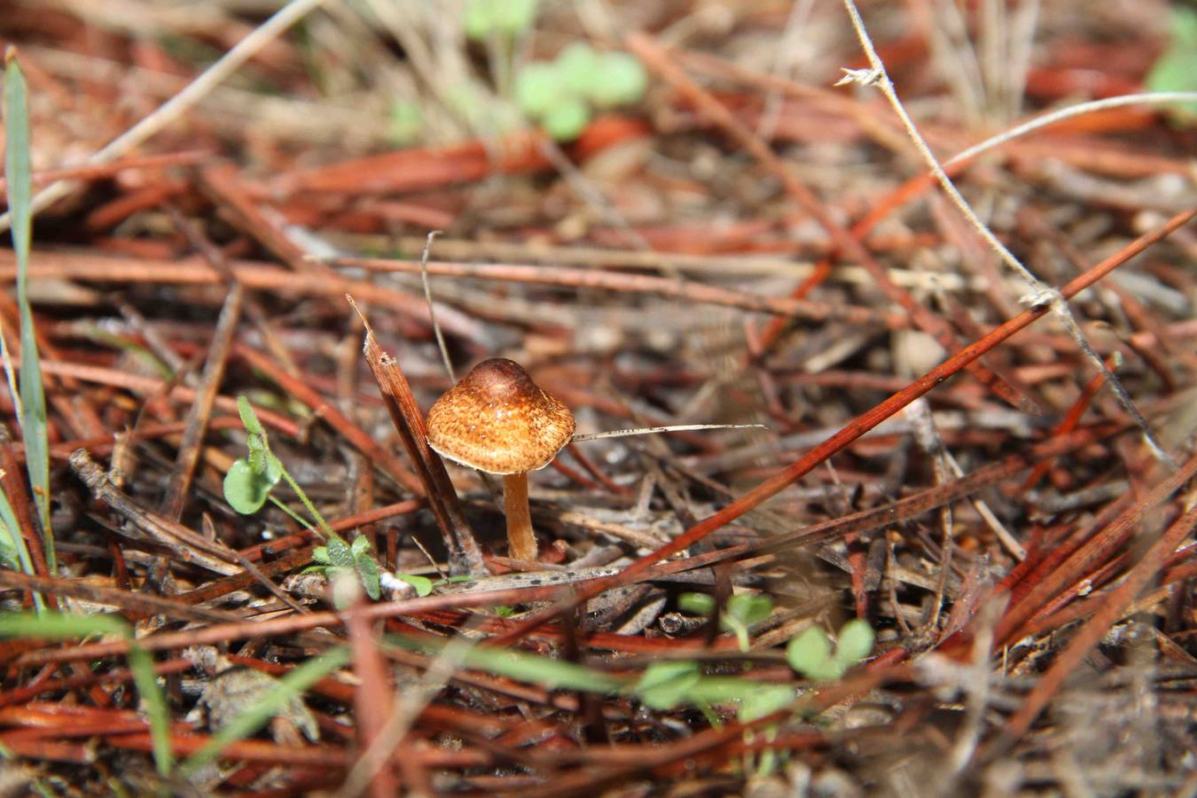 III Jornadas micológicas en Quintanilla de Onésimo (2/2)