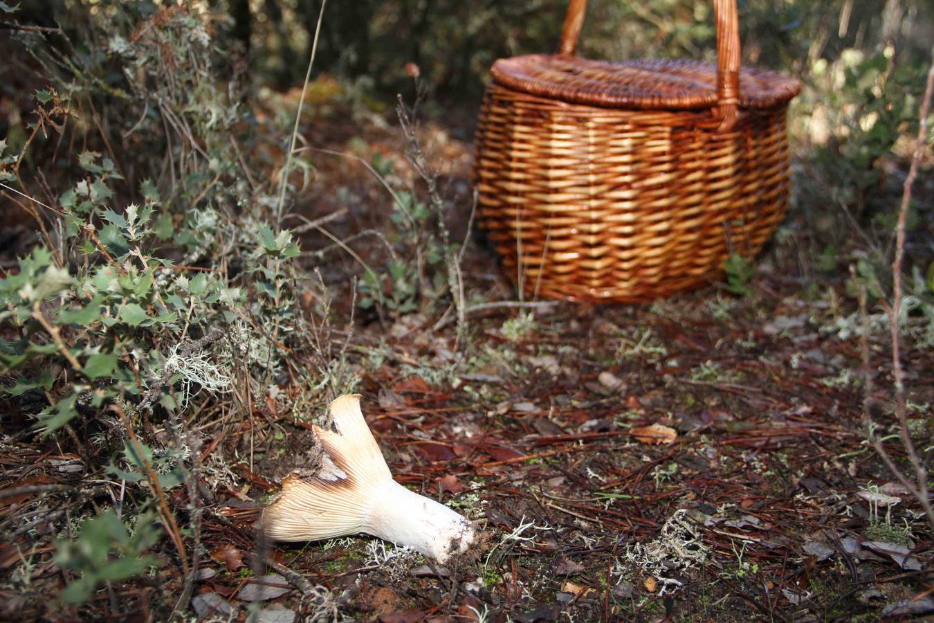 III Jornadas micológicas en Quintanilla de Onésimo (2/2)