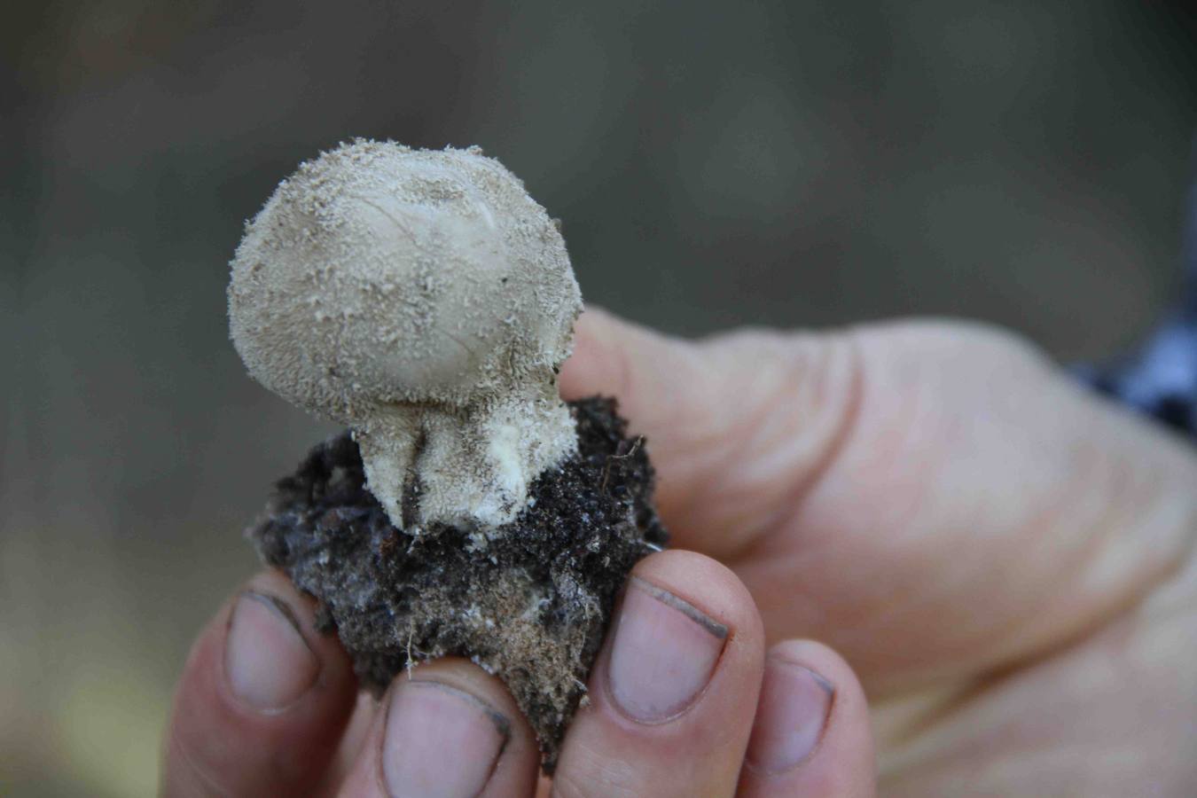 III Jornadas micológicas en Quintanilla de Onésimo (2/2)