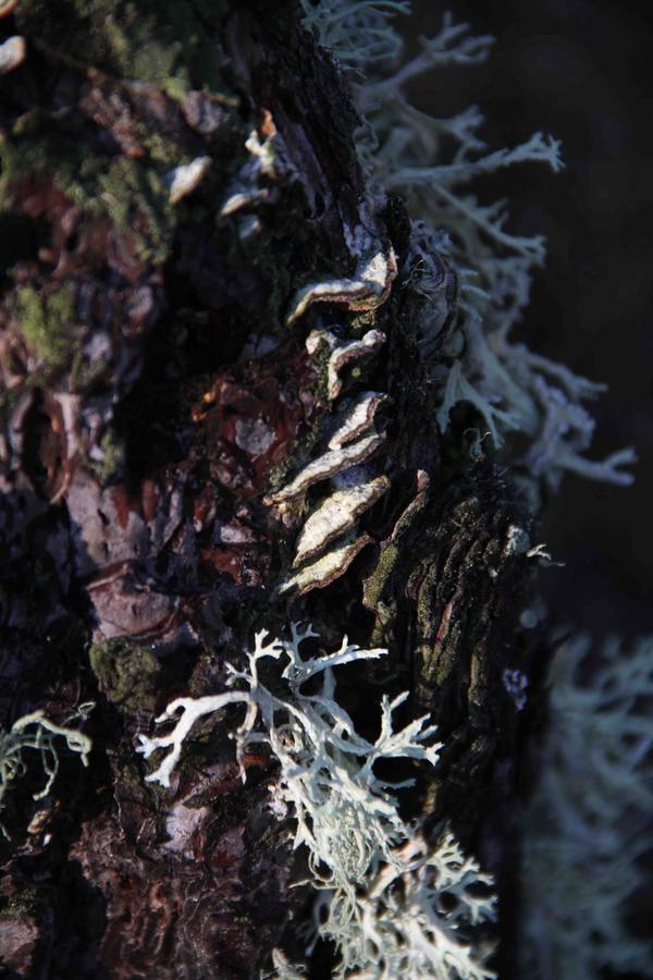 III Jornadas micológicas en Quintanilla de Onésimo (2/2)