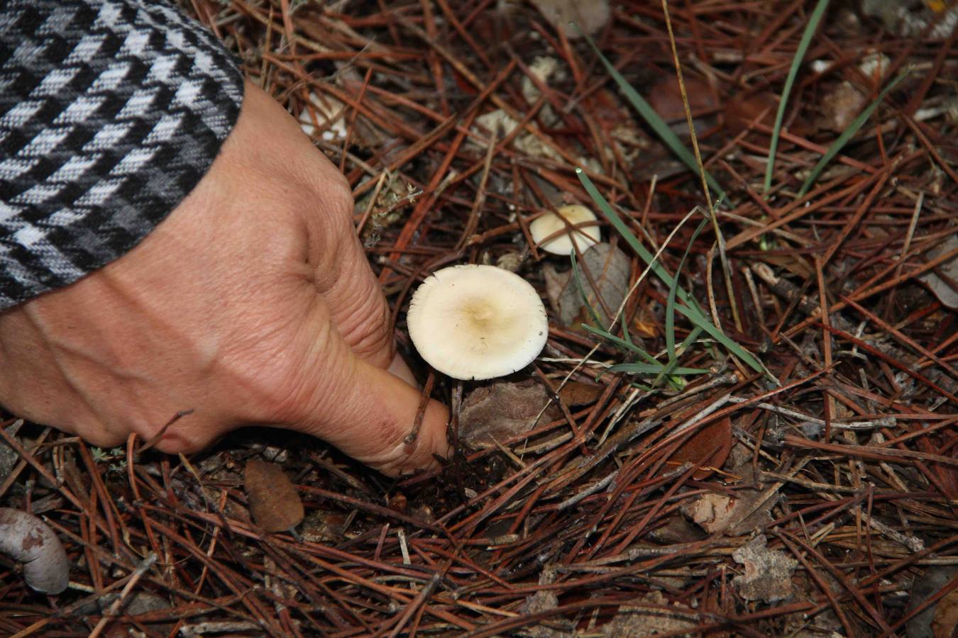 III Jornadas micológicas en Quintanilla de Onésimo (2/2)
