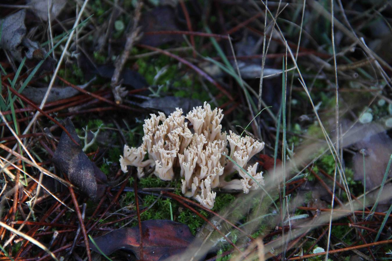 III Jornadas micológicas en Quintanilla de Onésimo (2/2)