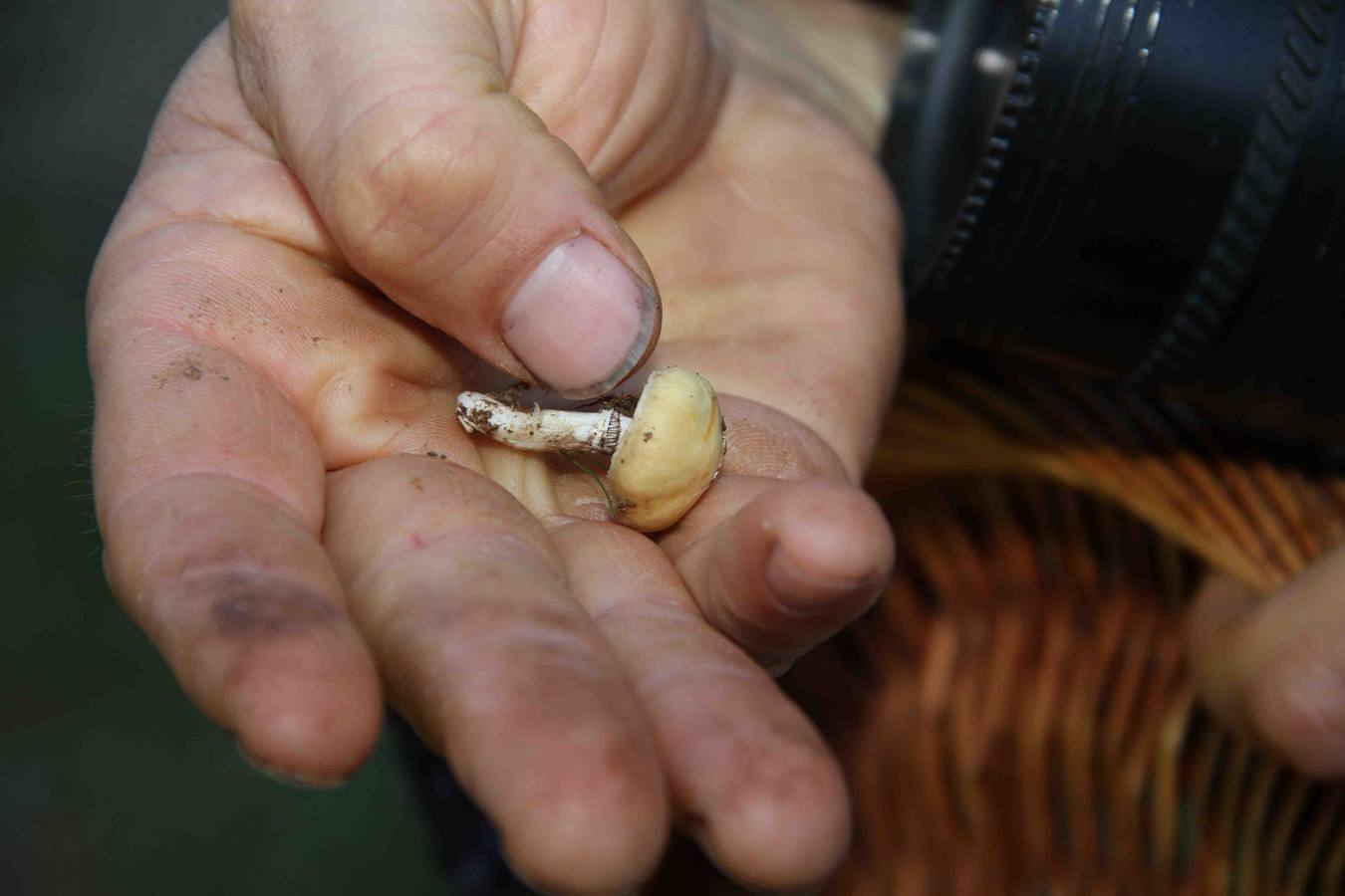 III Jornadas micológicas en Quintanilla de Onésimo (2/2)