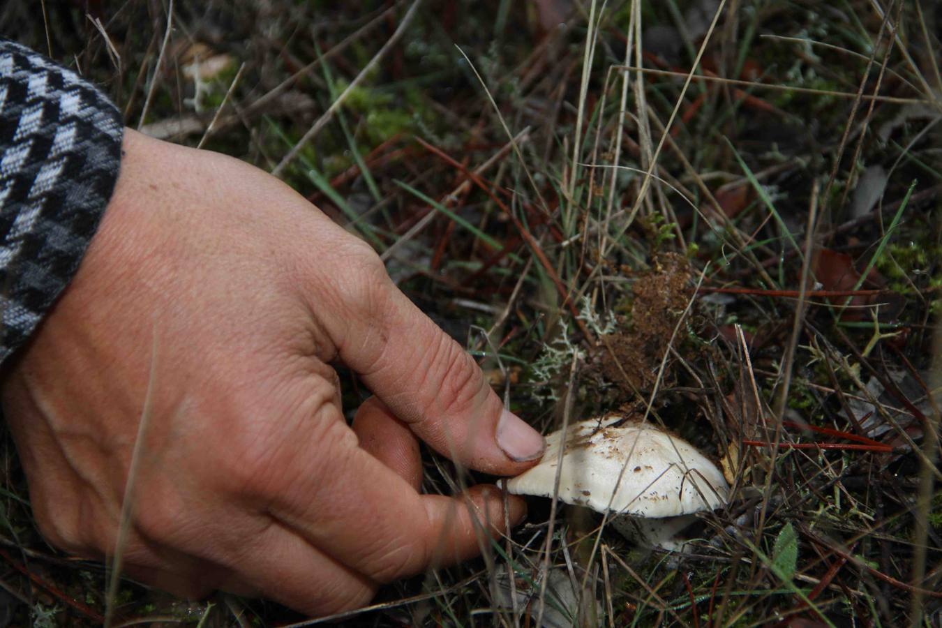 III Jornadas micológicas en Quintanilla de Onésimo (2/2)
