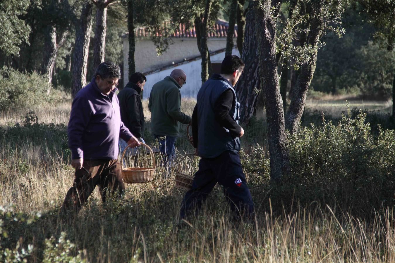 III Jornadas micológicas en Quintanilla de Onésimo (2/2)