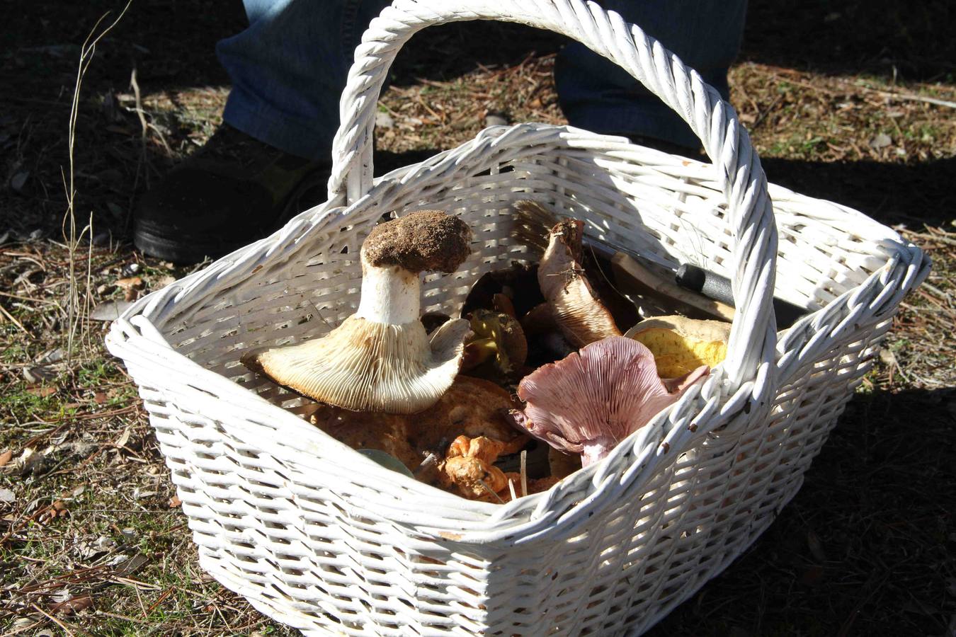 III Jornadas micológicas en Quintanilla de Onésimo (1/2)