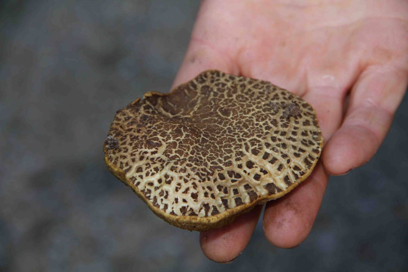 III Jornadas micológicas en Quintanilla de Onésimo (1/2)