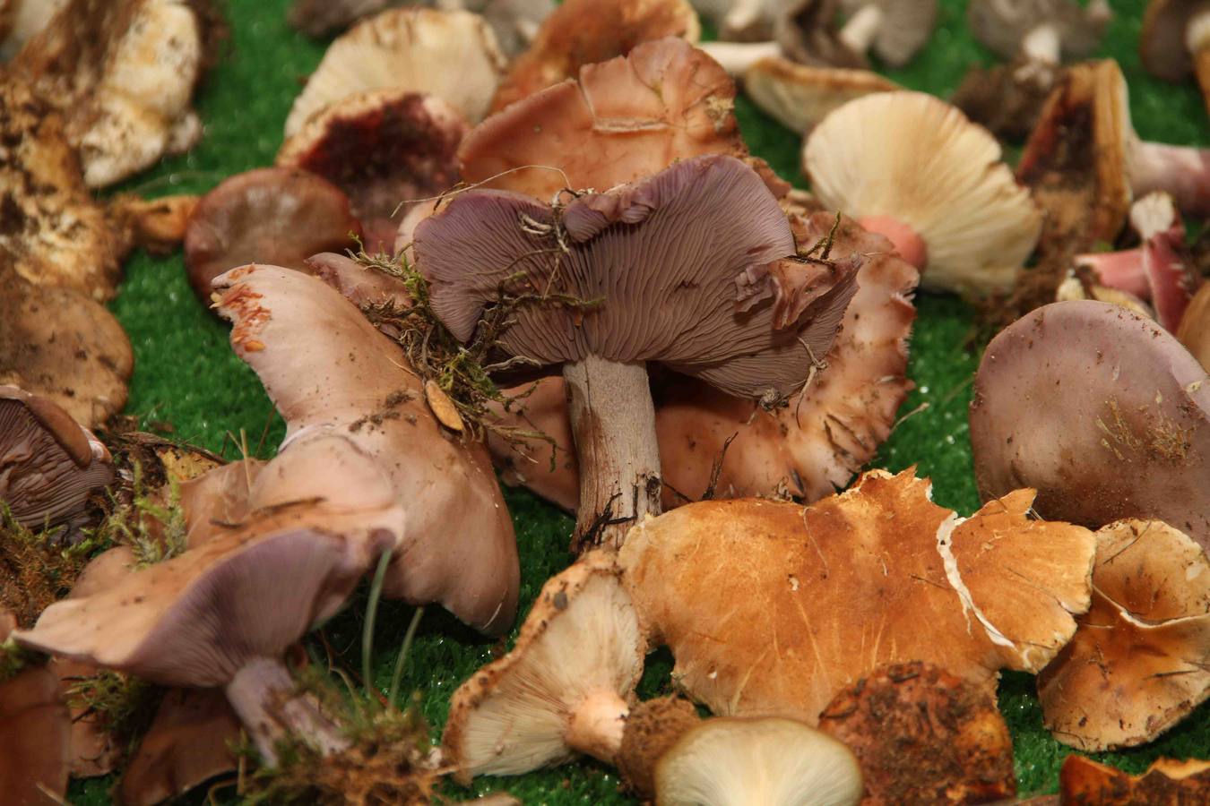 III Jornadas micológicas en Quintanilla de Onésimo (1/2)