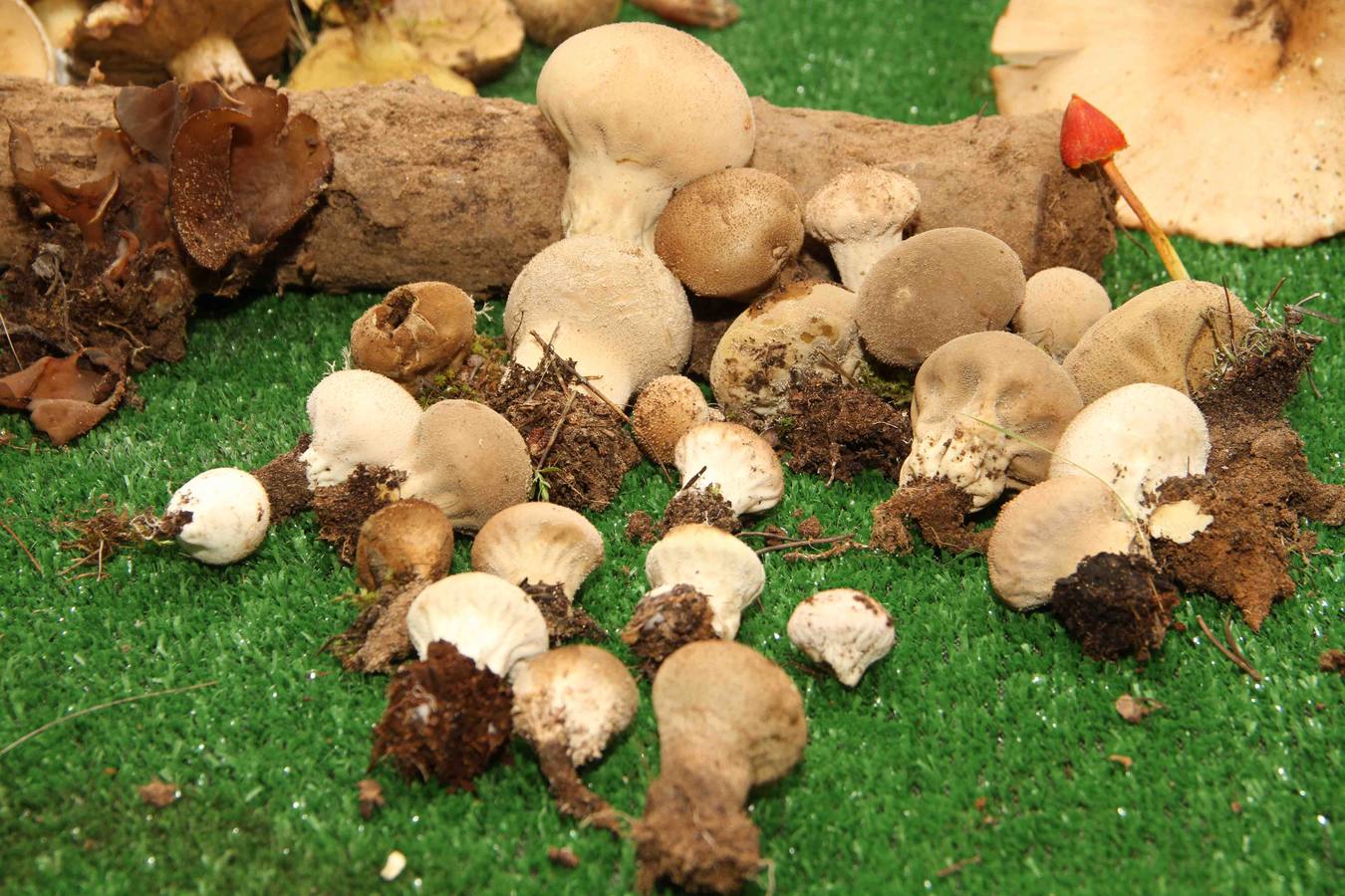 III Jornadas micológicas en Quintanilla de Onésimo (1/2)