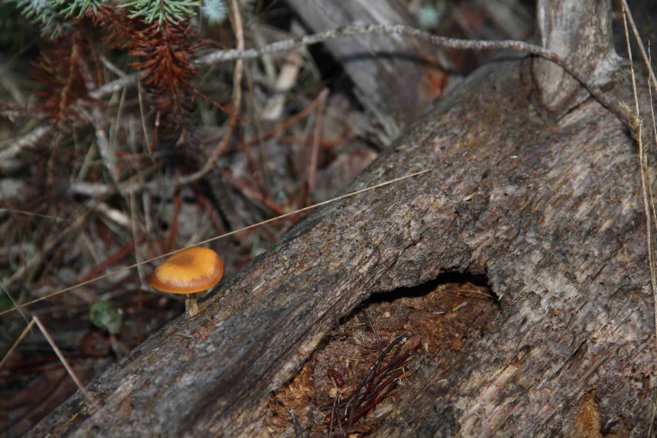 III Jornadas micológicas en Quintanilla de Onésimo (1/2)