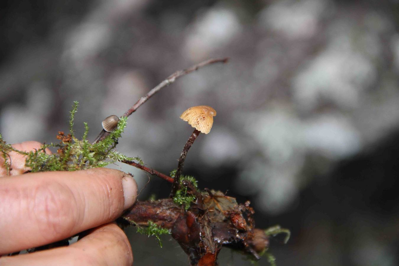 III Jornadas micológicas en Quintanilla de Onésimo (1/2)