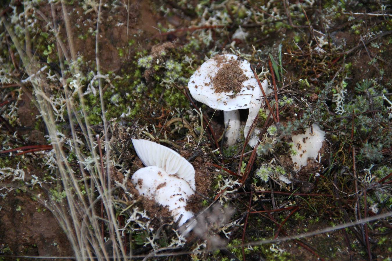 III Jornadas micológicas en Quintanilla de Onésimo (1/2)
