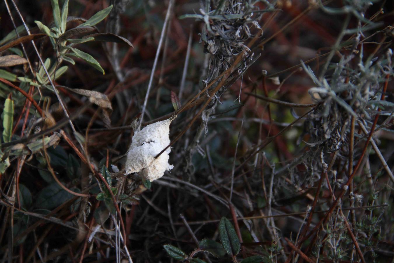 III Jornadas micológicas en Quintanilla de Onésimo (1/2)