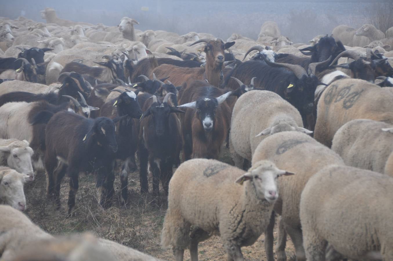 Paso de rebaños de ovejas por Fresno el Viejo (Valladolid)