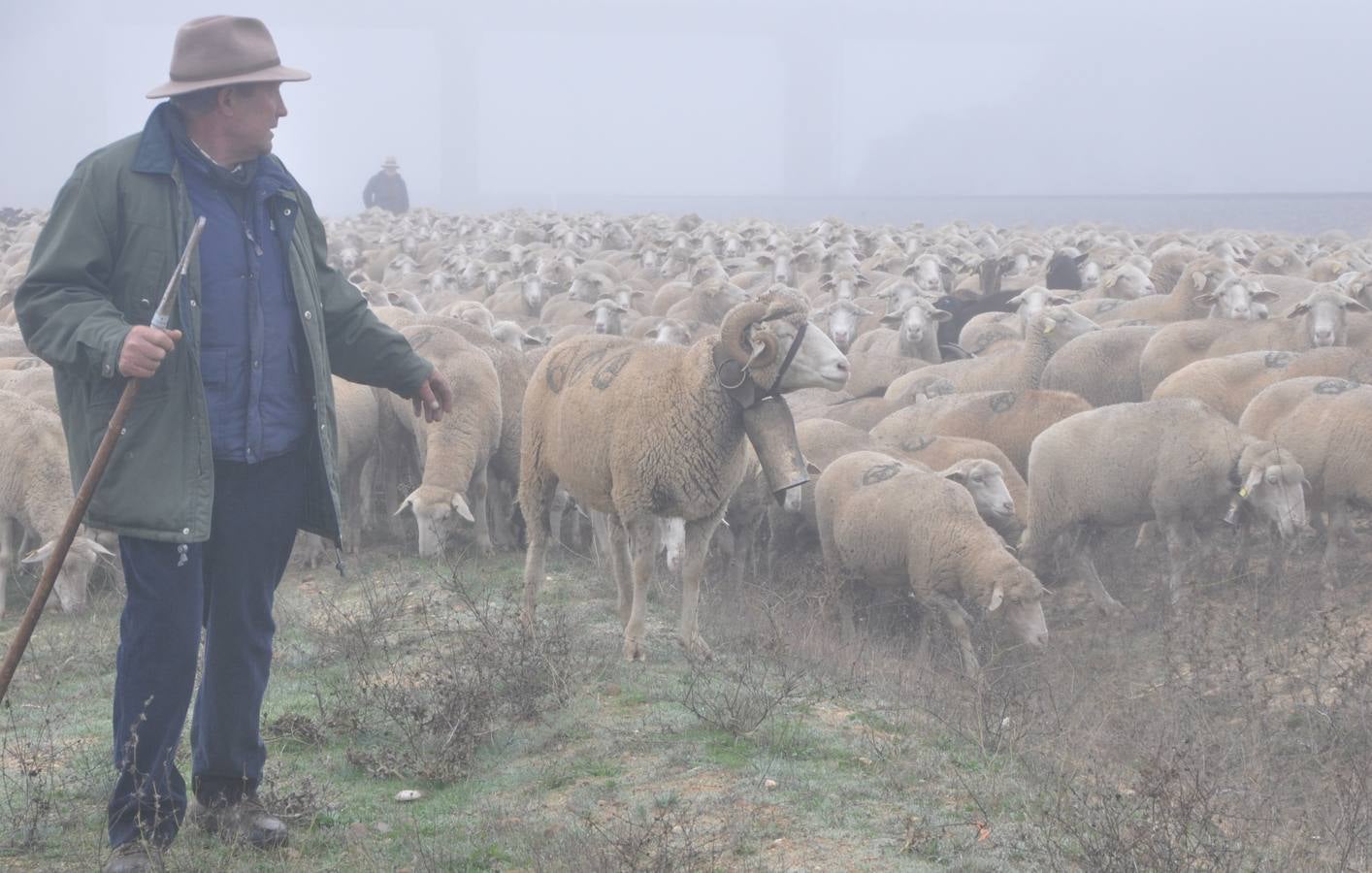 Paso de rebaños de ovejas por Fresno el Viejo (Valladolid)