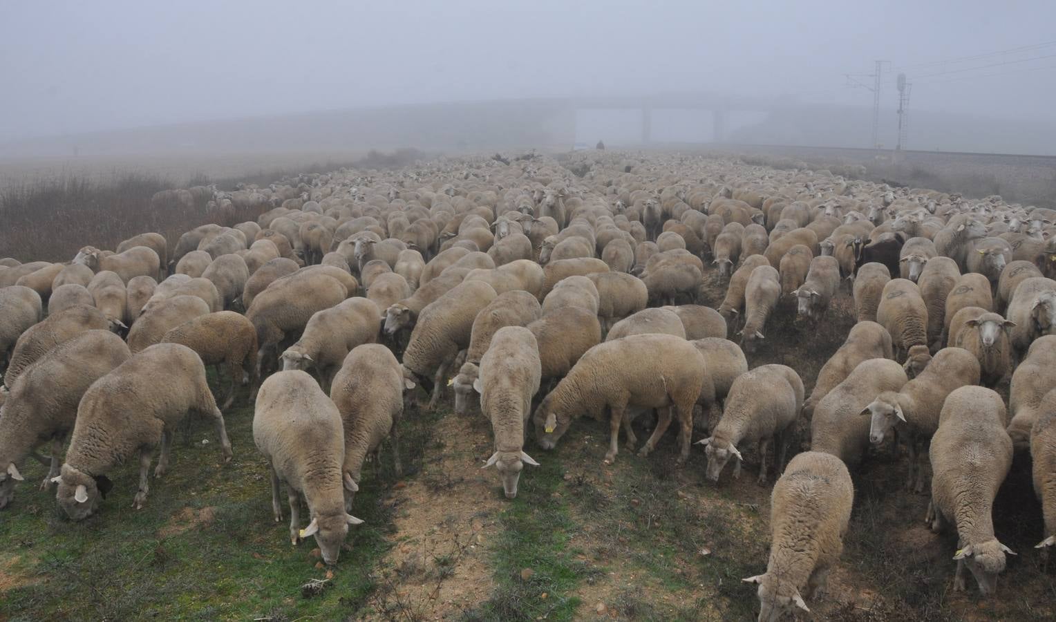 Paso de rebaños de ovejas por Fresno el Viejo (Valladolid)