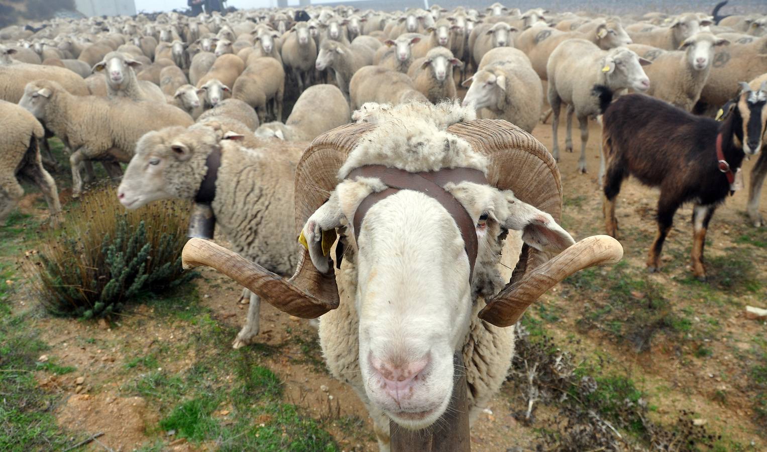 Paso de rebaños de ovejas por Fresno el Viejo (Valladolid)