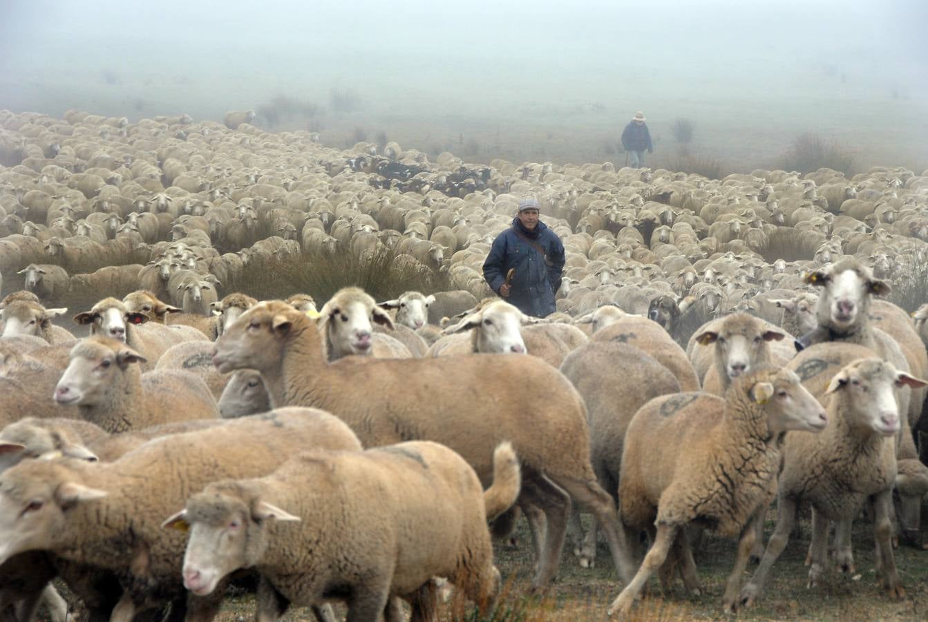 Paso de rebaños de ovejas por Fresno el Viejo (Valladolid)