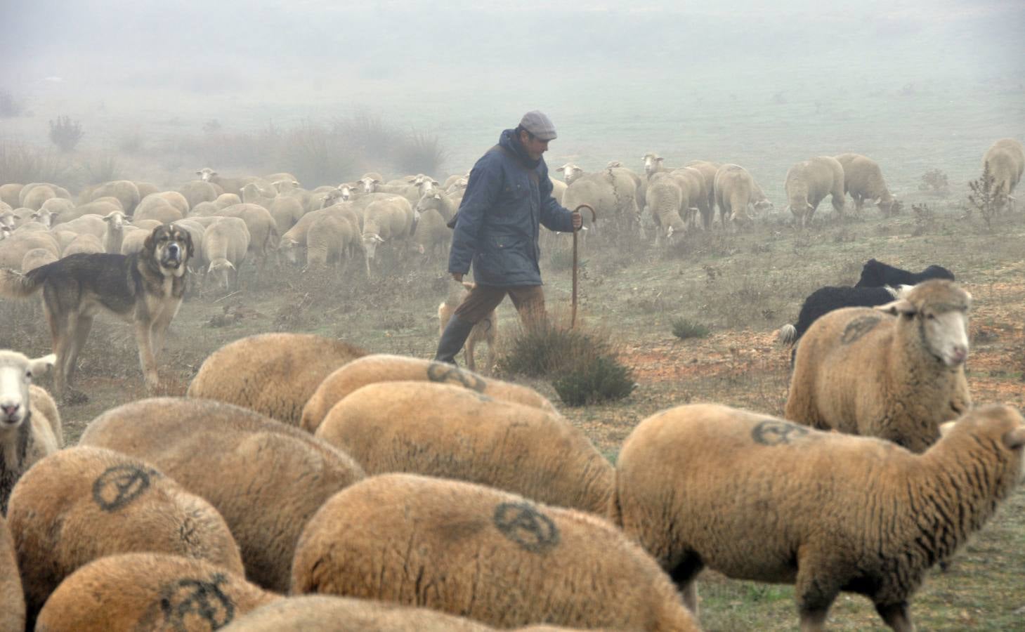 Paso de rebaños de ovejas por Fresno el Viejo (Valladolid)