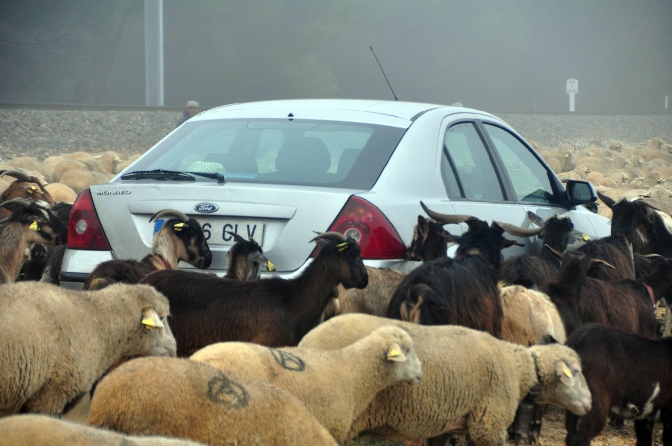 Paso de rebaños de ovejas por Fresno el Viejo (Valladolid)