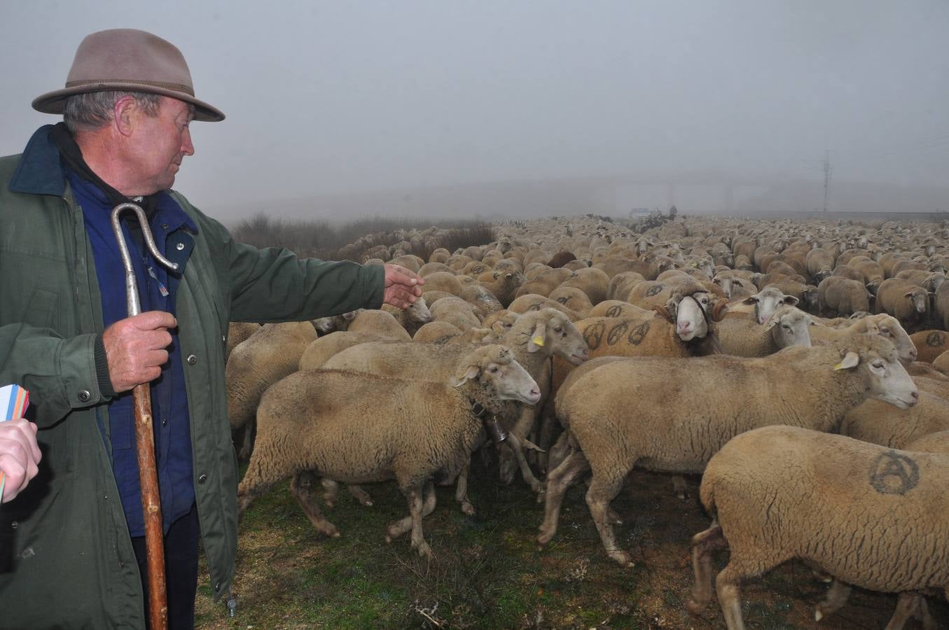Paso de rebaños de ovejas por Fresno el Viejo (Valladolid)