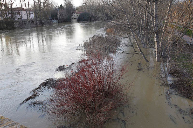 Crecida del río Carrión a su paso por Palencia