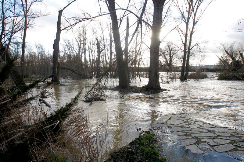 Crecida del río Carrión a su paso por Palencia