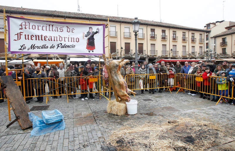 La matanza del cerdo protagoniza la fiesta de las Candelas en Palencia
