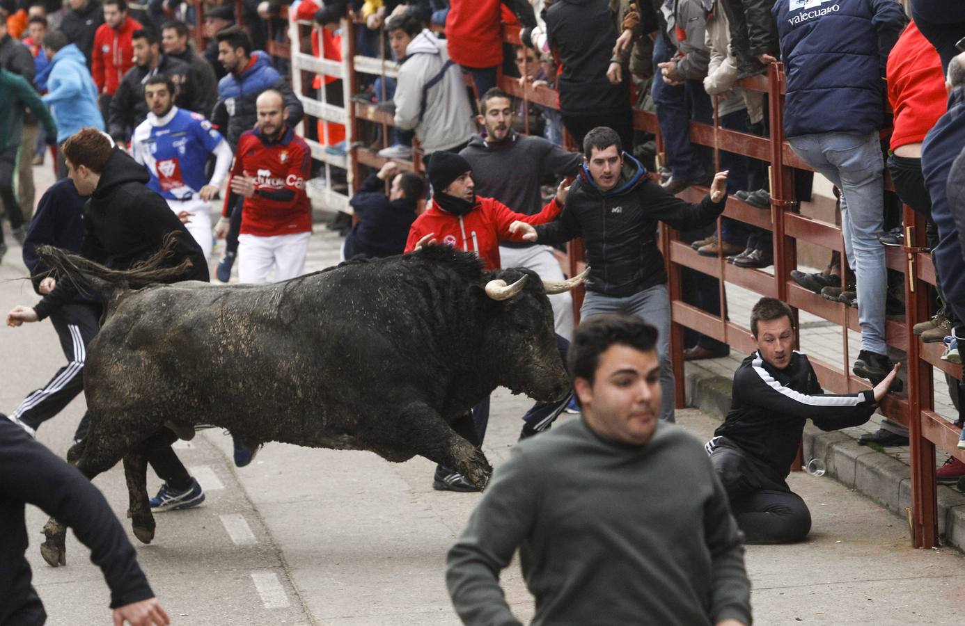 Jornada del lunes en el Carnaval del Toro de Ciudad Rodrigo (Salamanca)