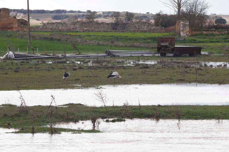 Desbordamiento del río Arlanza a su paso por Palenzuela (Palencia)