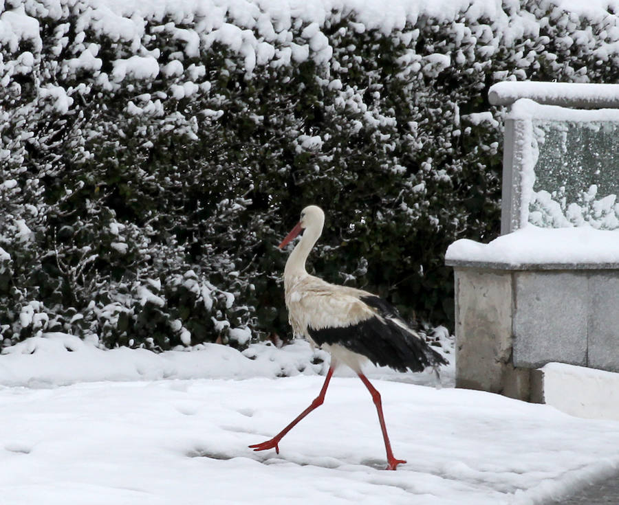 Segovia cubierta por la nieve (1/2)