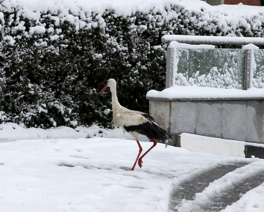 Segovia cubierta por la nieve (1/2)